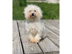 Adopt Reese a White Poodle (Toy or Tea Cup) / Mixed dog in Elkhorn