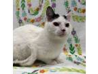 Adopt Trey a White Domestic Shorthair / Domestic Shorthair / Mixed cat in