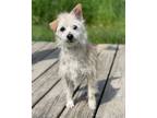 Adopt Pirate a Tan/Yellow/Fawn Terrier (Unknown Type, Small) / Mixed dog in