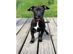 Adopt Hugo a Black Terrier (Unknown Type, Medium) / Mixed Breed (Medium) / Mixed