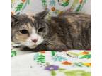Adopt Dusty-front declaw a Gray or Blue Domestic Shorthair / Domestic Shorthair