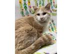 Adopt Morrison a White Domestic Shorthair / Domestic Shorthair / Mixed cat in