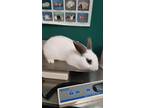 Adopt Lucky a White English Spot / English Spot / Mixed rabbit in Houston