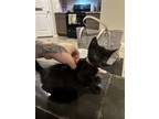 Adopt Bonnie a All Black Domestic Shorthair / Mixed cat in Spring, TX (41417700)