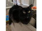 Adopt Annie a All Black Norwegian Forest Cat / Mixed (long coat) cat in Spring