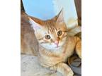 Adopt Ed a Orange or Red Domestic Shorthair (short coat) cat in Frisco