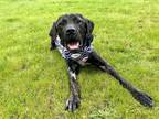 Adopt Daphne a Black Cane Corso / Mixed dog in BELLEVUE, WA (41405399)