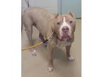 Adopt Chief a Tan/Yellow/Fawn Mixed Breed (Large) / Mixed dog in Sanford