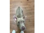 Adopt Deja a Tan/Yellow/Fawn American Pit Bull Terrier / Mixed Breed (Medium) /