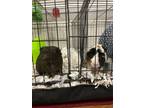 Adopt Mocha a Brown or Chocolate Guinea Pig / Guinea Pig / Mixed small animal in