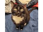 Adopt Kitty a All Black Domestic Shorthair / Domestic Shorthair / Mixed cat in