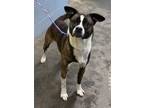 Adopt Bentley (HW-) a Black American Pit Bull Terrier / Mixed Breed (Medium) /