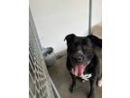 Adopt Prince a Black American Pit Bull Terrier / Mixed dog in Raeford
