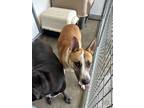 Adopt Royal a Tan/Yellow/Fawn Husky / Mixed dog in Raeford, NC (41459396)