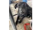 Adopt 54687776 a Black Labrador Retriever / Mixed dog in Baton Rouge