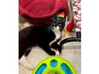 Adopt Kaya a All Black Domestic Shorthair / Domestic Shorthair / Mixed cat in