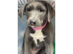 Adopt Crescent a Gray/Blue/Silver/Salt & Pepper Weimaraner / American Pit Bull