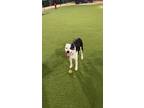 Adopt Loki a Black - with White Border Collie / Mixed dog in Calabasas