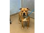 Adopt Charlie Brown a Tan/Yellow/Fawn Mixed Breed (Large) / Mixed dog in
