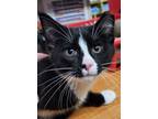 Adopt India a Domestic Short Hair