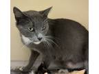 Adopt Janique a Gray or Blue Domestic Shorthair / Domestic Shorthair / Mixed cat