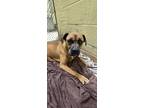 Adopt Roxy a Brown/Chocolate Boxer / Mixed Breed (Medium) / Mixed (short coat)