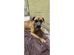 Adopt Roxy a Brown/Chocolate Boxer / Mixed dog in Blackwood, NJ (41459379)
