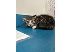 Adopt Skipper a Brown or Chocolate Domestic Longhair / Domestic Shorthair /