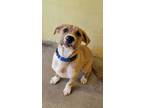 Adopt Petri a Tan/Yellow/Fawn Mixed Breed (Large) / Mixed dog in Brooksville