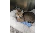 Adopt Remi a Brown Tabby Domestic Shorthair / Mixed Breed (Medium) / Mixed