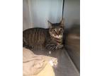 Adopt Roman a Brown Tabby Domestic Shorthair / Mixed Breed (Medium) / Mixed