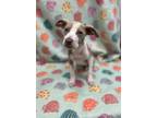 Adopt Raya a Tan/Yellow/Fawn American Pit Bull Terrier / Mixed dog in Gray
