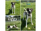 Adopt Ziggy a White American Pit Bull Terrier / Mixed Breed (Medium) / Mixed