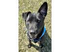 Adopt Turner a Black Labrador Retriever / Mixed dog in Neenah, WI (40870980)