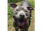 Adopt Bouncer a Gray/Blue/Silver/Salt & Pepper Mixed Breed (Large) / Mixed dog