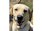 Adopt Cody a Red/Golden/Orange/Chestnut Mixed Breed (Large) / Mixed dog in