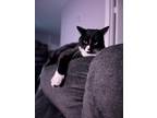 Adopt Oreo a Black & White or Tuxedo Domestic Longhair / Mixed (medium coat) cat
