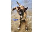 Adopt Tiger a Brindle - with White Mixed Breed (Medium) / Mixed dog in Calexico