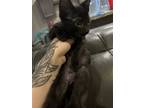 Adopt Angus a All Black Domestic Shorthair / Mixed cat in Spring, TX (41417699)