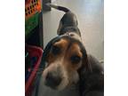 Adopt Jerry a Tricolor (Tan/Brown & Black & White) Beagle / Mixed dog in