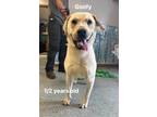 Adopt Goofy a Tan/Yellow/Fawn Labrador Retriever / Mixed dog in Glen Mills