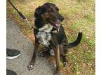 Adopt George a Black - with White Labrador Retriever / Mutt / Mixed dog in