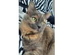 Adopt Purty a Gray, Blue or Silver Tabby Calico / Mixed (medium coat) cat in