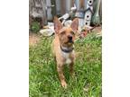 Adopt Hayden a Tan/Yellow/Fawn - with White Terrier (Unknown Type