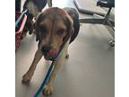 Adopt Ben a Tricolor (Tan/Brown & Black & White) Beagle / Mixed dog in