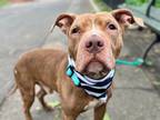 Adopt Young Tucker a Mixed Breed (Large) / Mixed dog in New York, NY (41459295)