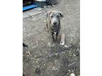 Adopt Lady jr a Gray/Blue/Silver/Salt & Pepper American Staffordshire Terrier /