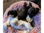 Adopt Cookie & London a Black - with White Shih Tzu / Mixed dog in Greensboro