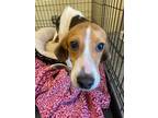 Adopt Patrick a Tricolor (Tan/Brown & Black & White) Beagle / Mixed dog in
