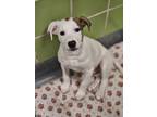 Adopt Glove a White Coonhound / Mixed dog in Longview, TX (41402272)